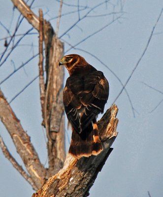 Northern Harrier