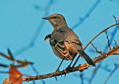 Mockingbird