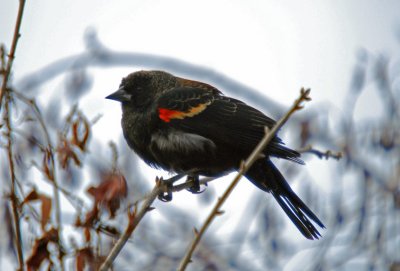 Red-winged Blackbird