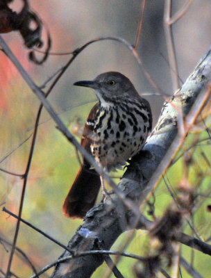 Brown Thrasher