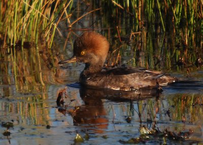 Hooded Merganser - female