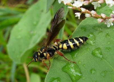 Solitary Wasp - (Myzinum species)