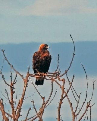 Golden Eagle