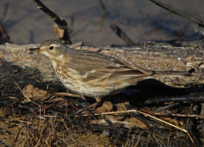 American Pipit