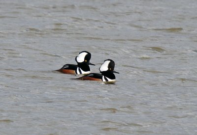 Hooded Mergansers