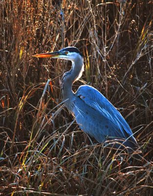 Great-blue Heron