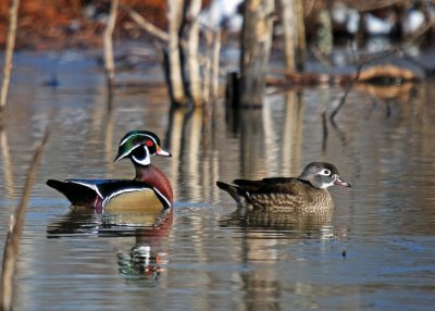 Wood Duck pair