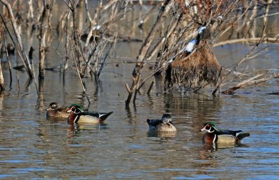 Wood Ducks