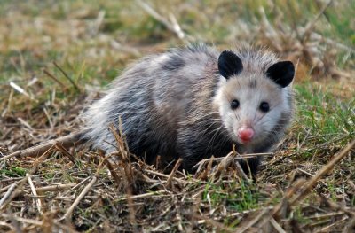 Virginia Opossum