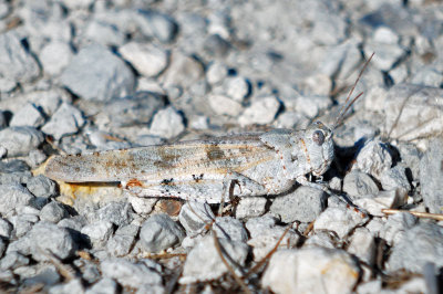 Seaside Grasshopper (Trimerotropis maritima)