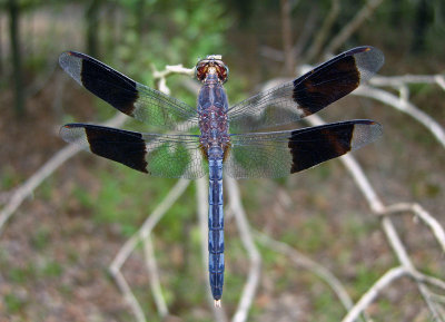 Band-winged Dragonlet - male