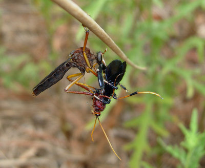 Diogmites platypterus eating wasp