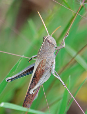 Mischievous Bird Grasshopper (Schistocerca damnifica)