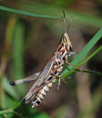 Admirable Grasshopper (Syrbula admirabilis) - male