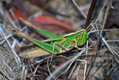 Admirable Grasshopper (Syrbula admirabilis) - female