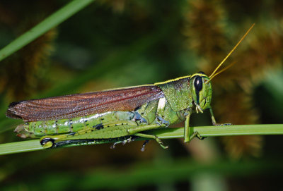 Obscure Bird Grasshopper (Schistocerca obscura)