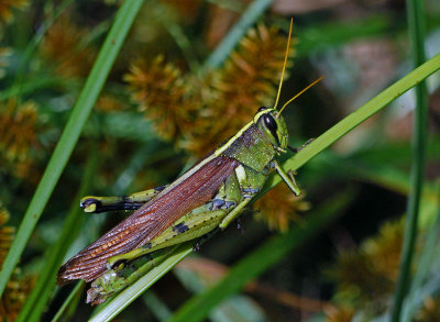 Obscure Bird Grasshopper (Schistocerca obscura)
