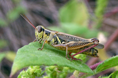 Red-legged Grasshopper - female