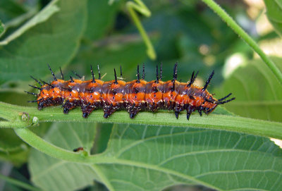 Gulf Fritillary caterpillars