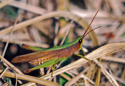 Clip-wing Grasshopper (Metaleptea brevicornis) - male