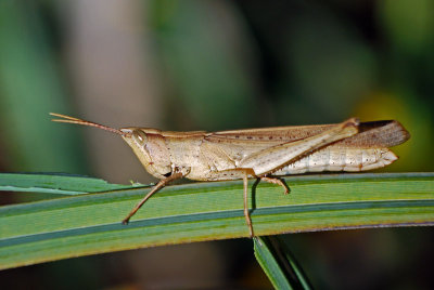 Clip-wing Grasshopper (Metaleptea brevicornis) - female
