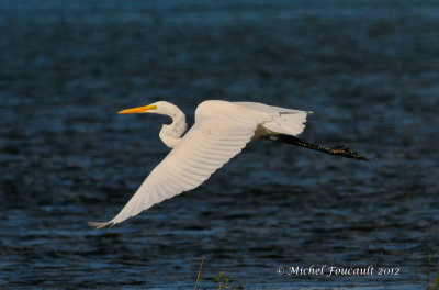 20120909 Grande Aigrette _2322-3.jpg