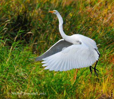 20120923 Grande Aigrette _6022-4.jpg