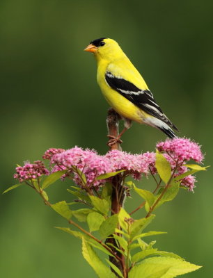 american goldfinch -- chardonneret jaune