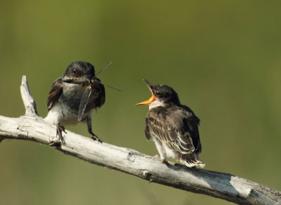 eastern kingbird -- tyran tritri