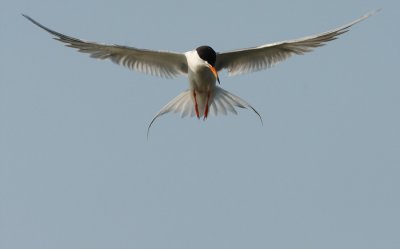 common tern -- sterne pierregarin