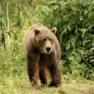 brown bear -- ours brun