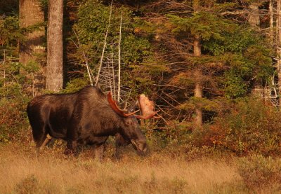 bull moose -- orignal