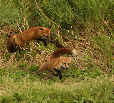 red fox's -- renard roux