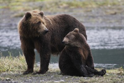 brown bear -- ours brun