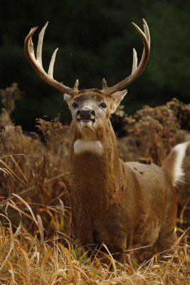 white- tail deer  -- cerf de virginie