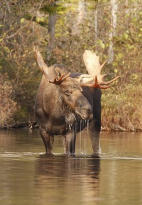 bull moose -- orignal