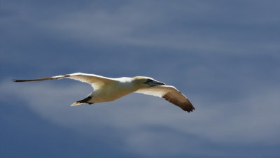 northern gannet -- fou de bassan