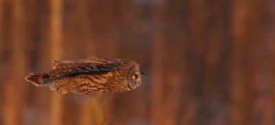 great gray owl -- chouette lapone