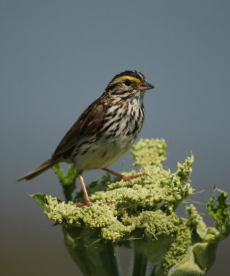 savannah sparrow -- bruant des pres 