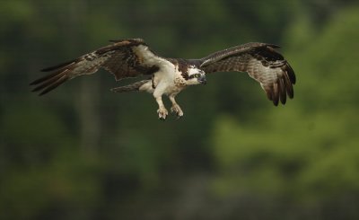 osprey -- balbuzard pecheur 