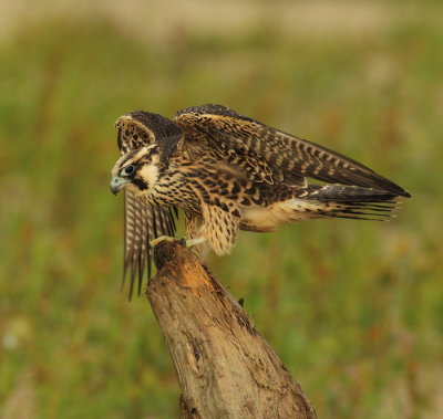 peregrine falcon  j  -- faucon pelerin  j  