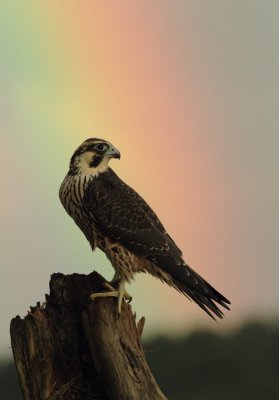 peregrine falcon -- faucon pelerin