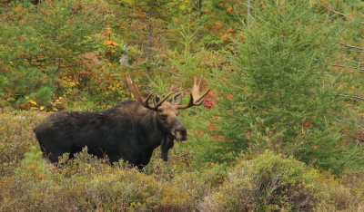 bull moose -- orignal 