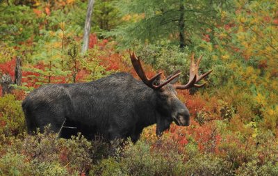 bull moose -- orignal  