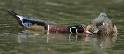 wood duck -- canard branchu.jpg