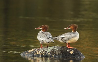 common merganser -- grand harle