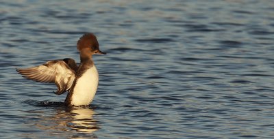 hooded merganser ( f ) -- harle couronne (  f  ) 