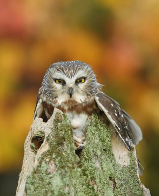 northern saw-whet owl -- petite nyctale 