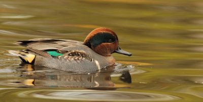green - winged teal  --  sarcelle d'hiver