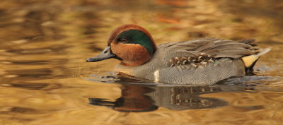 green - winged teal  --  sarcelle d'hiver